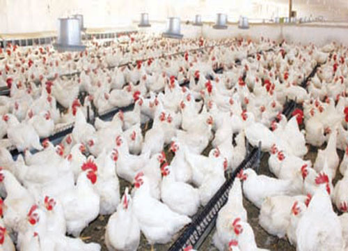 حجز طيور دجاج حيّ يناهز إجمالي وزنها 880 كلغ بطريق المرناقية 