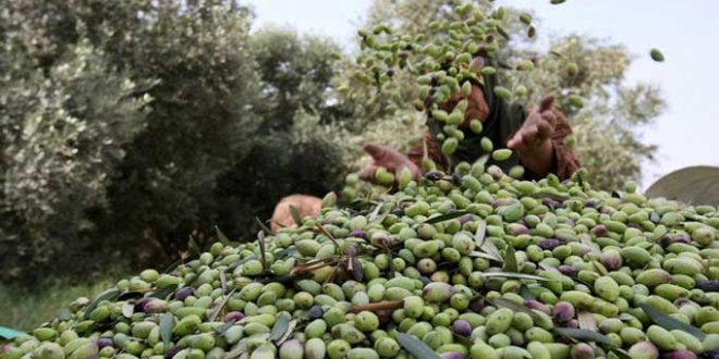 كم تنتج شجرة الزيتون في تونس