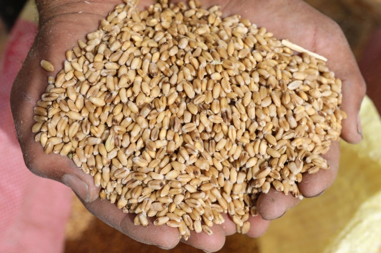 تراجع بأكثر من 50 بالمائة في محصول الحبوب.. | المصدر تونس