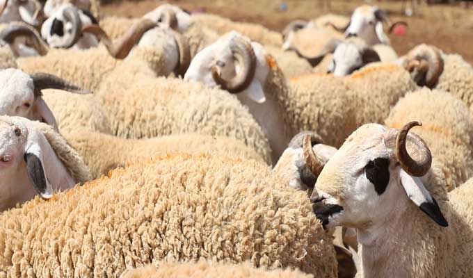 عاجل/ وزير التجارة يعلن عن بشرى سارة للتونسيين بخصوص عيد الاضحى 