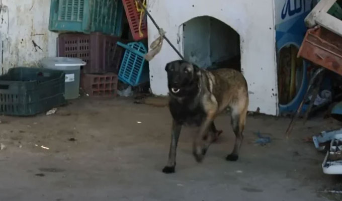 بعد الضجة التي أثارها: هذا ما تقرر بخصوص الكلب الموجود بالمستودع البلدي #بالمنستير..خبر_عاجل 